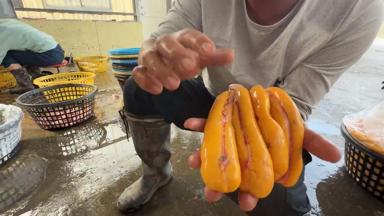 烏魚產季　無畏天冷　嘉義布袋養殖業者冒低溫捕撈烏魚