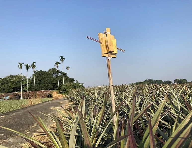 不僅吃月餅、看月亮！中秋節農村特有習俗「土地公枴」背後由來曝光