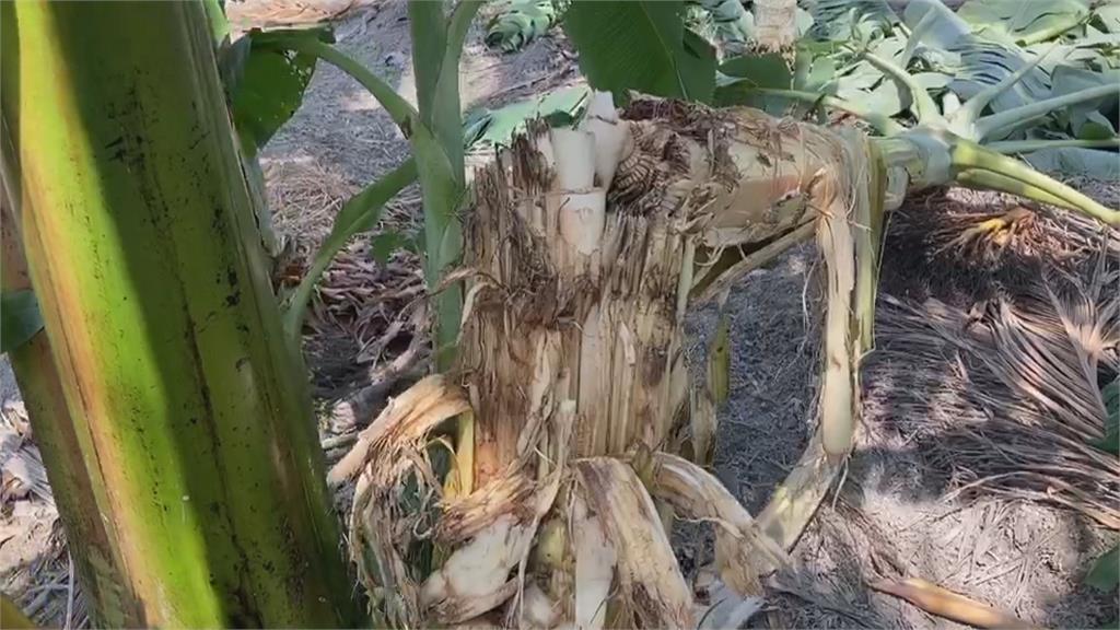 香蕉樹被啃攔腰斷 有抓痕巨獸入侵烏龍村香蕉園？