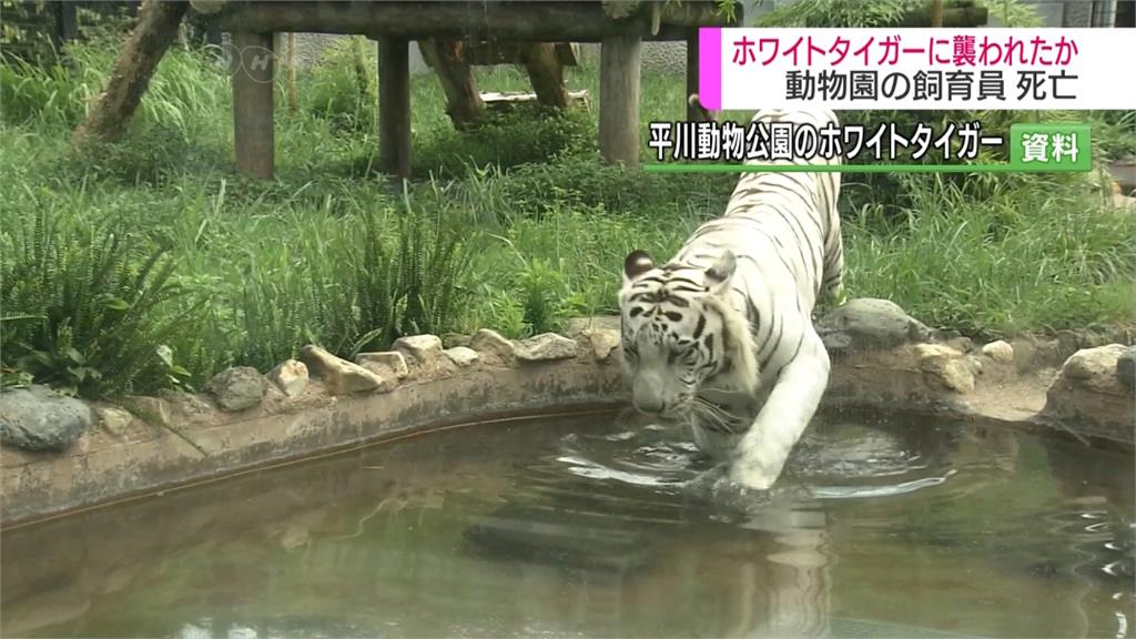 日動物園驚傳命案 飼養員疑遭白老虎咬死