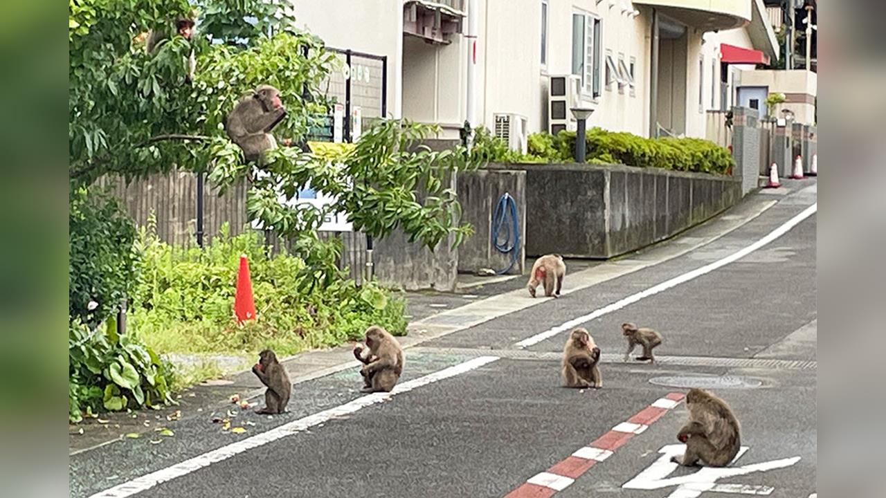 神奈川男遭猴群圍攻　宮城野熊闖漁船又跳海續遊蕩
