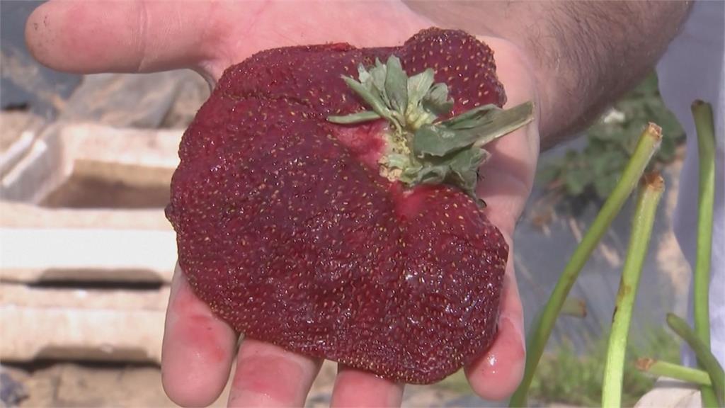 一顆半斤重！以色列農民種出破金氏紀錄草莓　巨無霸體型跟手掌一樣大