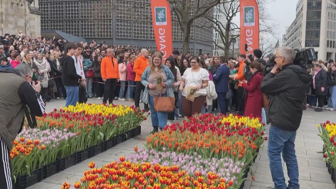 柏林花海背後:50億鬱金香的秘密,這舉動全說了!