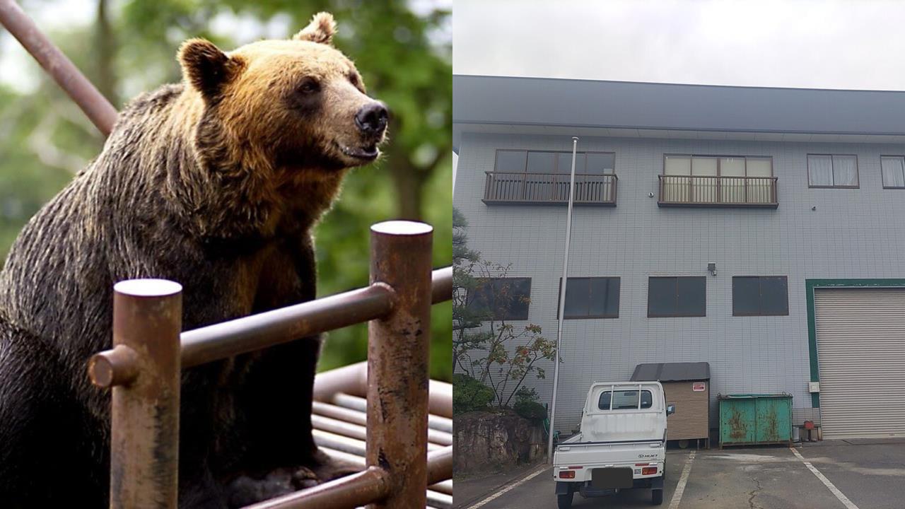 日頻傳熊擊釀12死掀恐慌！「50cm小熊」闖公司嚇壞5員工網歪樓：來上班？