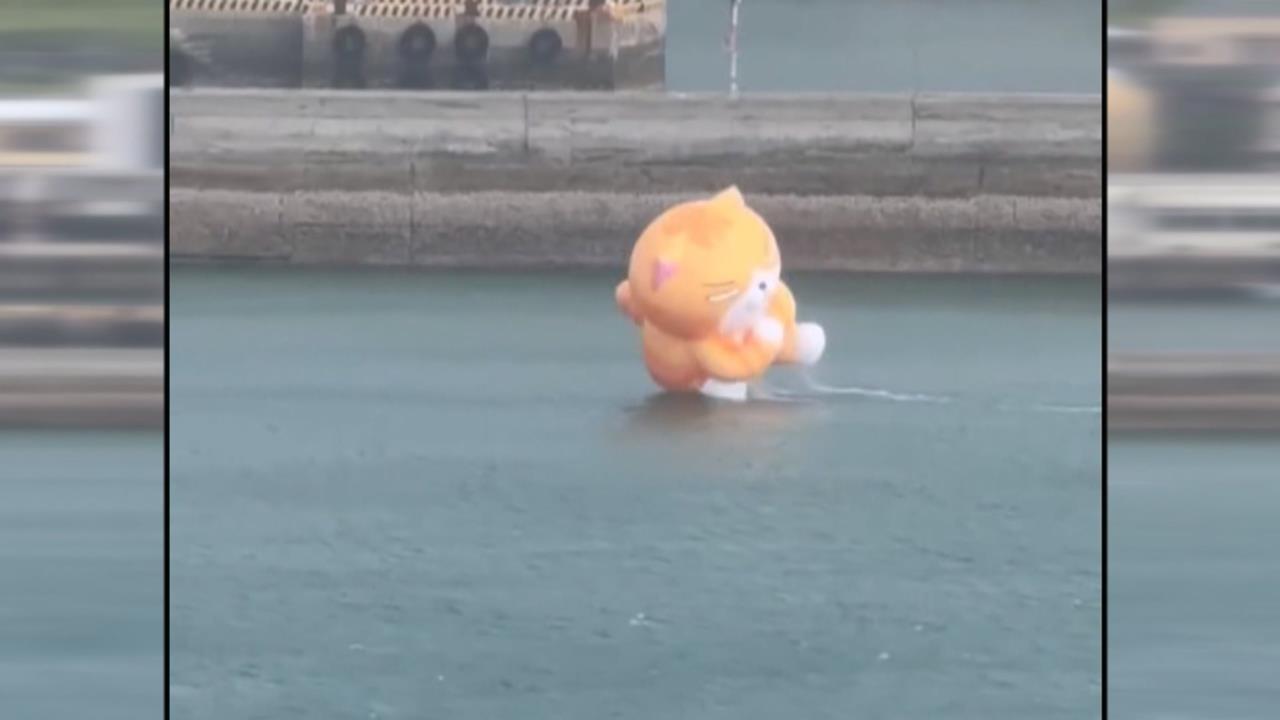 獨／星期二也不想上班！「白爛貓」翹班去衝浪笑翻百萬人