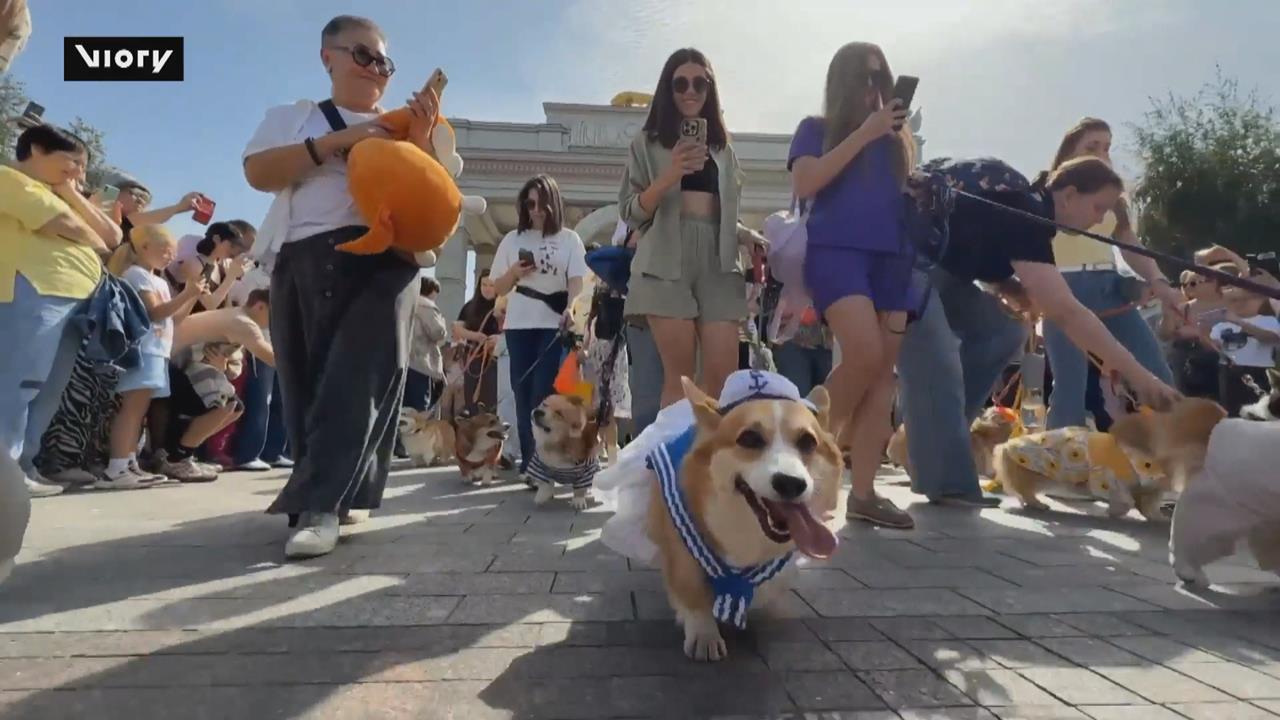 俄羅斯首辦柯基犬遊行！　萌犬盛裝亮相吸民眾熱情參與