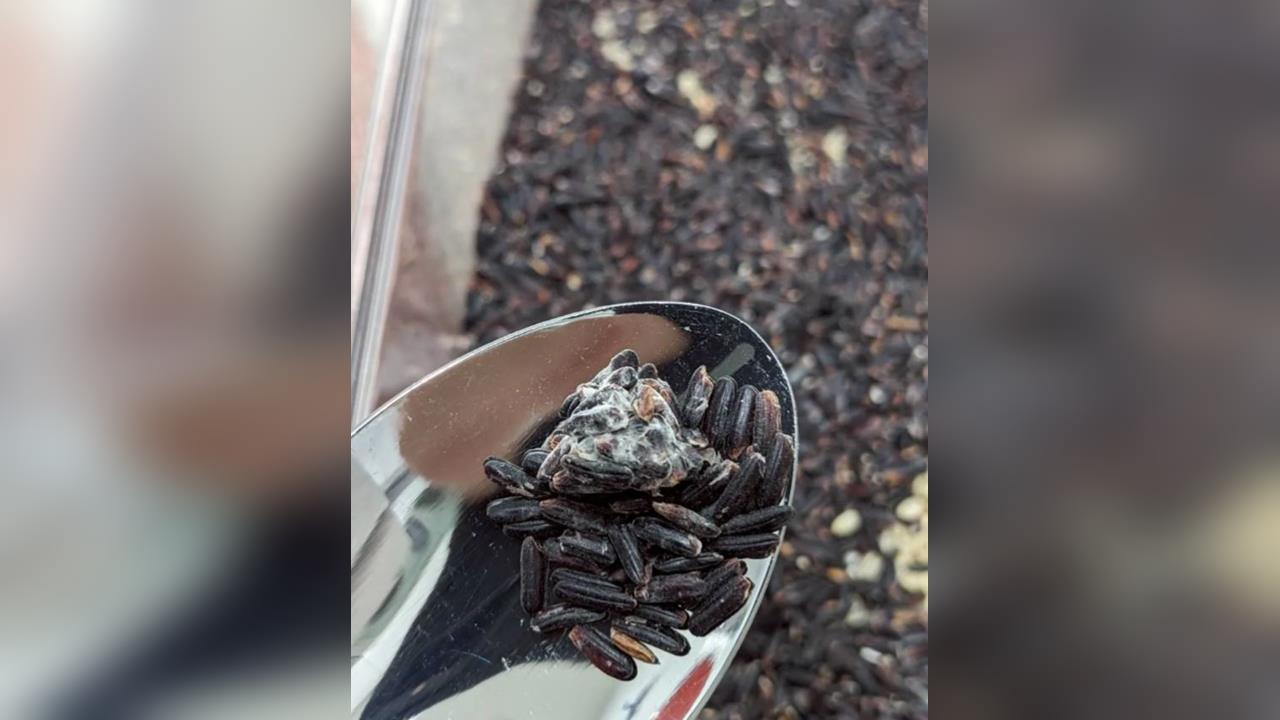 買到過期5年發霉黑米! 桃園1999回''無法認定異常'' 消費者氣炸