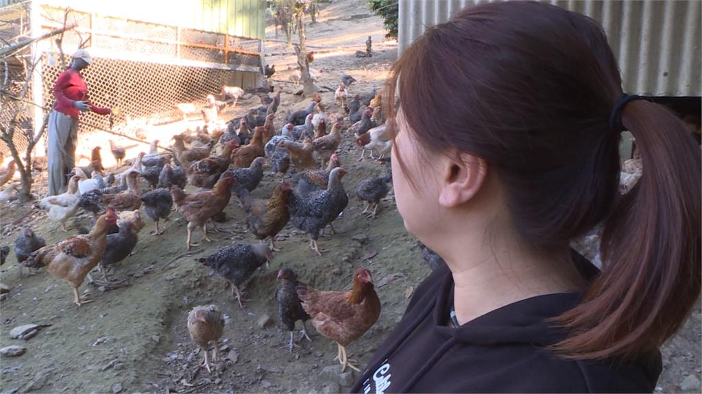 石虎偷吃雞！保育協會集資改造雞舍