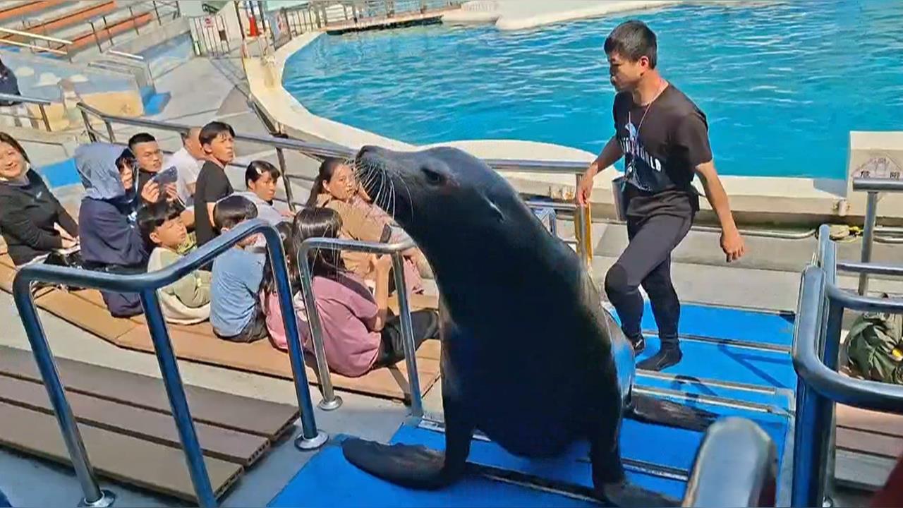 別再摸了！　民眾伸手「觸摸海獅」　訓練員秒變臉制止
