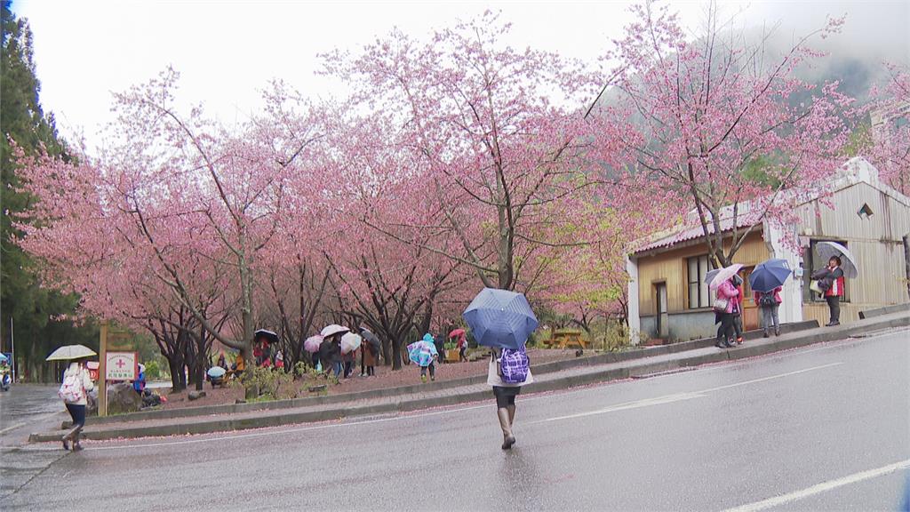 武陵農場遍地結霜　明年櫻花季訂房秒殺