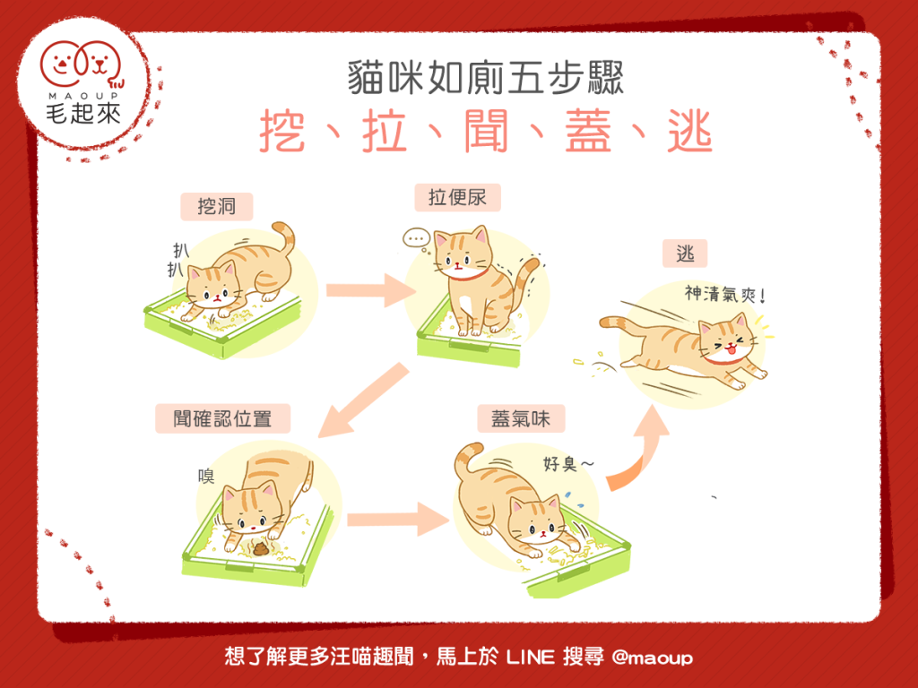 【喵喵行為學】貓咪如廁五步驟！挖、拉、聞、蓋、逃