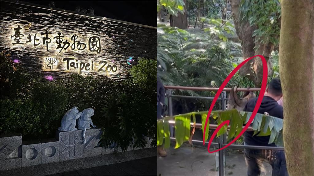 樹獺「從天而降」砸到人！下1秒「飆出最高時速」逃離現場…園方回應了