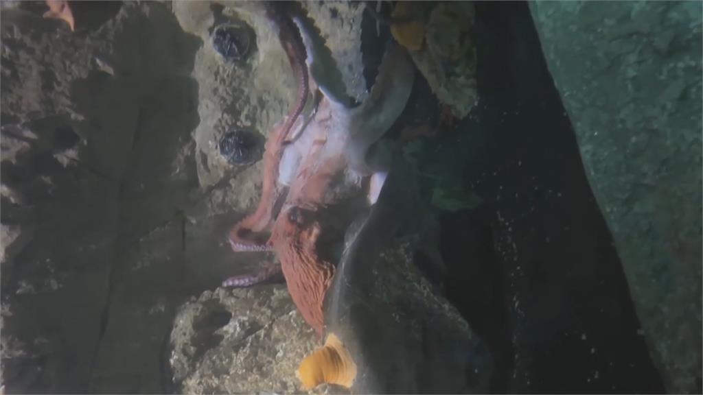 美國男童遭章魚吸住留傷痕　德國養鱷魚當寵物