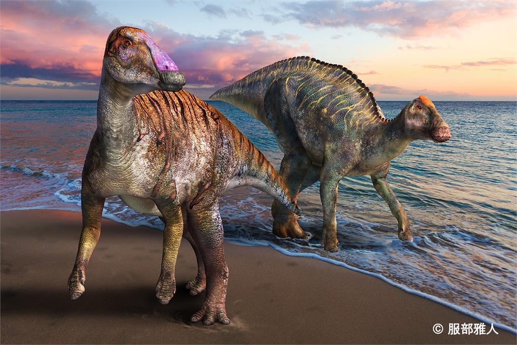 日本淡路島化石發現新品種恐龍　鴨嘴龍科同類