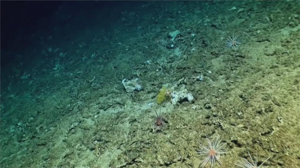 熬過聖嬰現象！珊瑚礁生機勃勃　加拉巴哥群島海底發現自然遺產