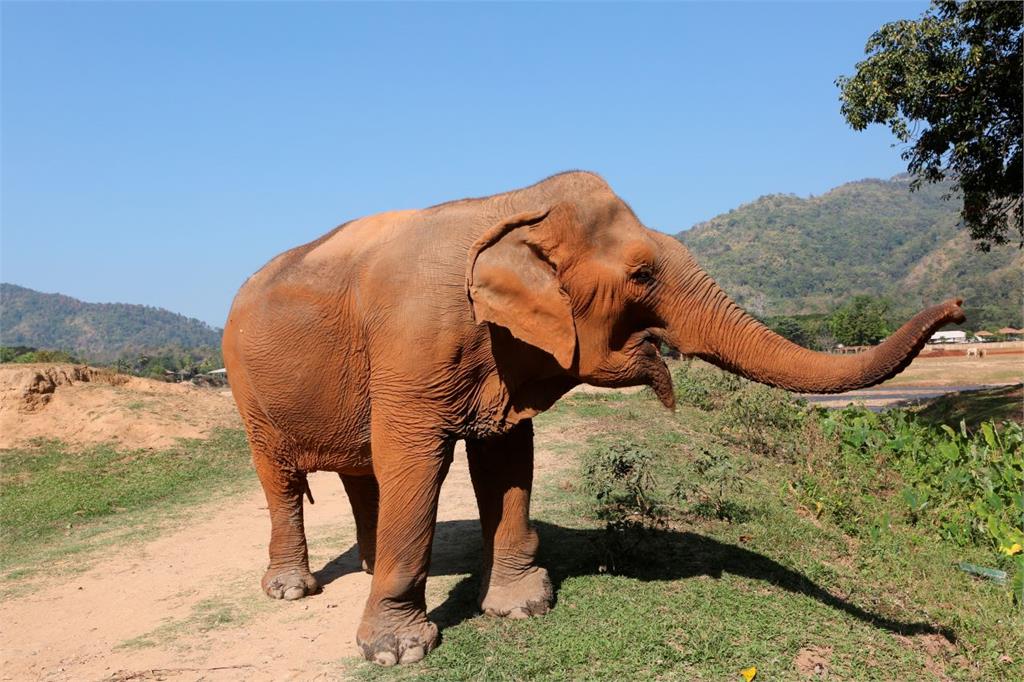大象收另類「過路費」　攻擊人類還攔下載運甘蔗卡車