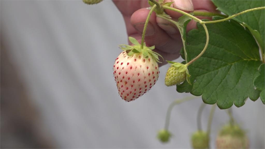 潛心研究栽種方法 埔里農民種出白草莓
