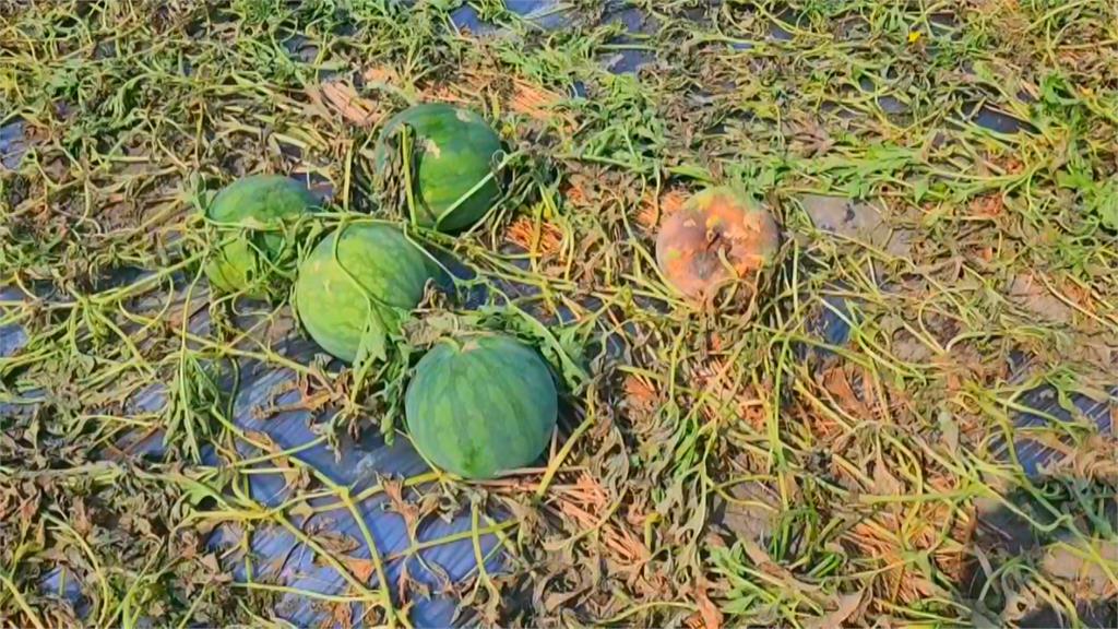 雲林上千顆西瓜慘遭「割藤」　農民損失慘重痛罵沒天理！