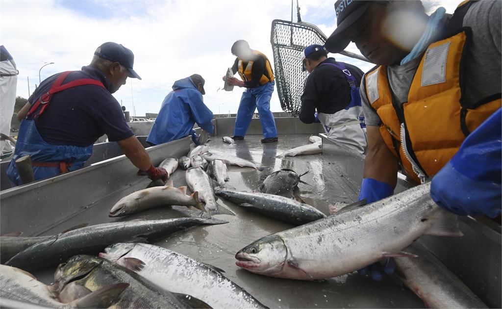 福島底拖網捕撈季節開跑　日本漁民憂漁獲滯銷