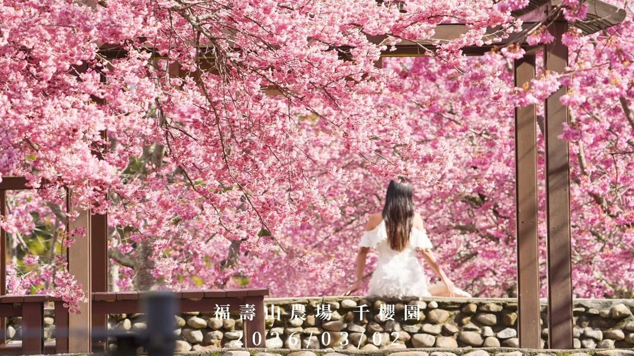 快新聞／免飛日本！台中「福壽山農場」櫻花漸綻放　美景令人屏息