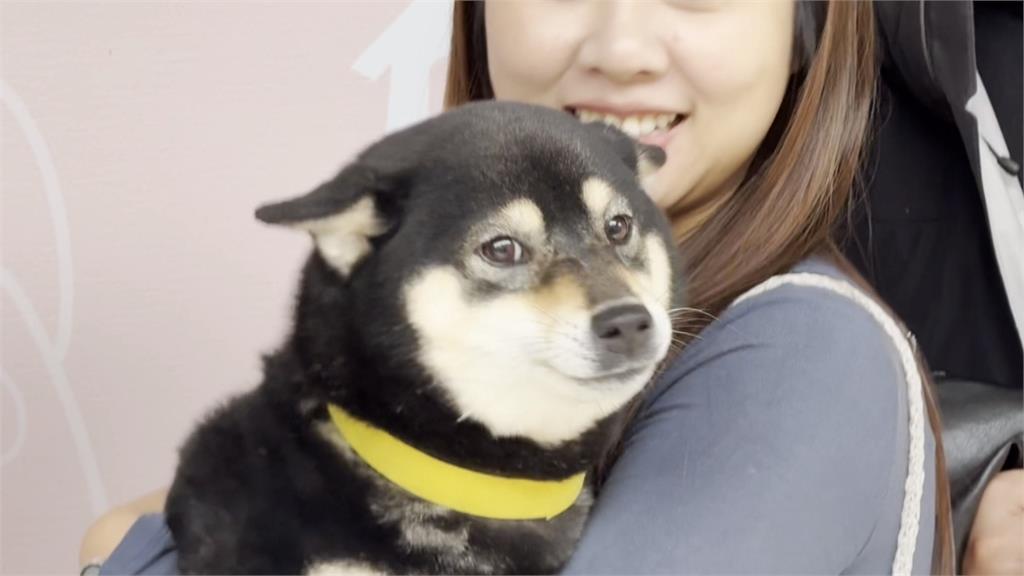 堪比抽中福袋！新竹縣狗狗認養大會「100多人搶37犬」