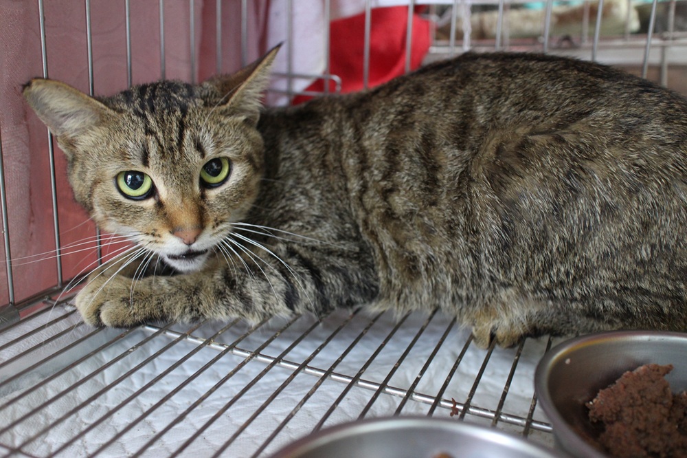 尾巴感染潰爛險死 新北動保處治癒虎斑黑貓再找認養家庭