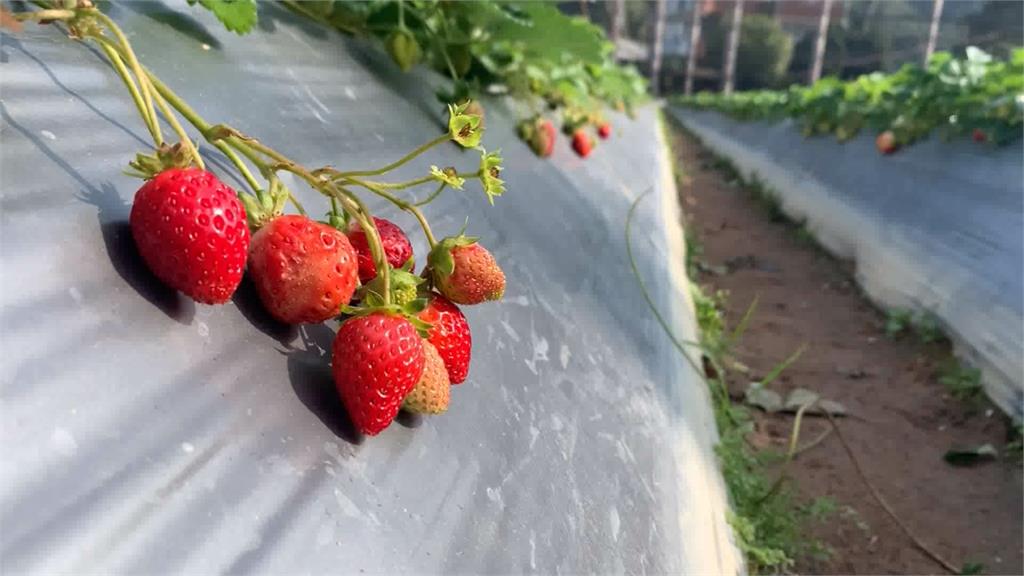 暖冬草莓生長不易價格漲 甜點業者叫苦連天