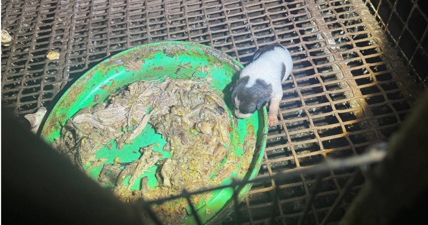 離譜動保處3／狗脫離繁殖場卻進神秘園區終生監禁　官員忘開罰爽到飼主