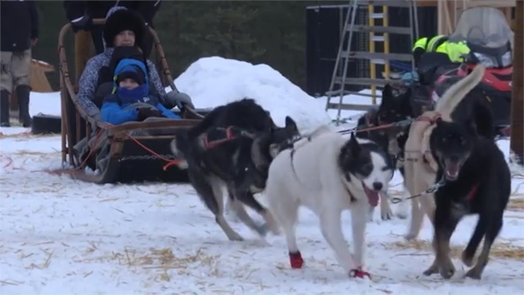 搭哈士奇雪橇遊芬蘭超夯 專家籲善待狗狗