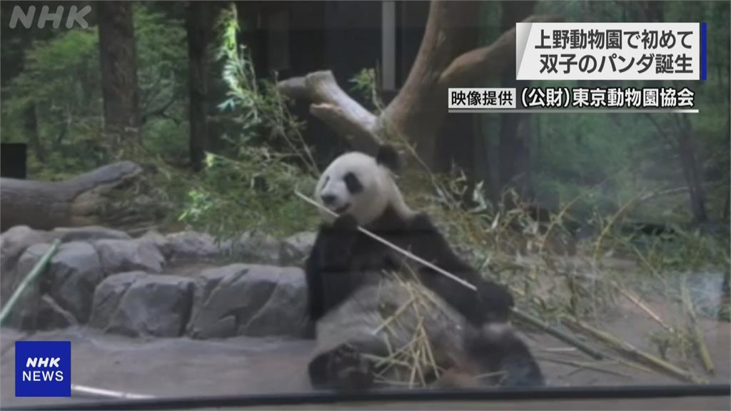 相隔4年再當媽！上野動物園大貓熊「真真」產下雙胞胎