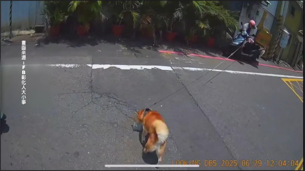 嚇！彰化阿柴闖車陣險被撞　飼主用「這東西」專家喊母湯