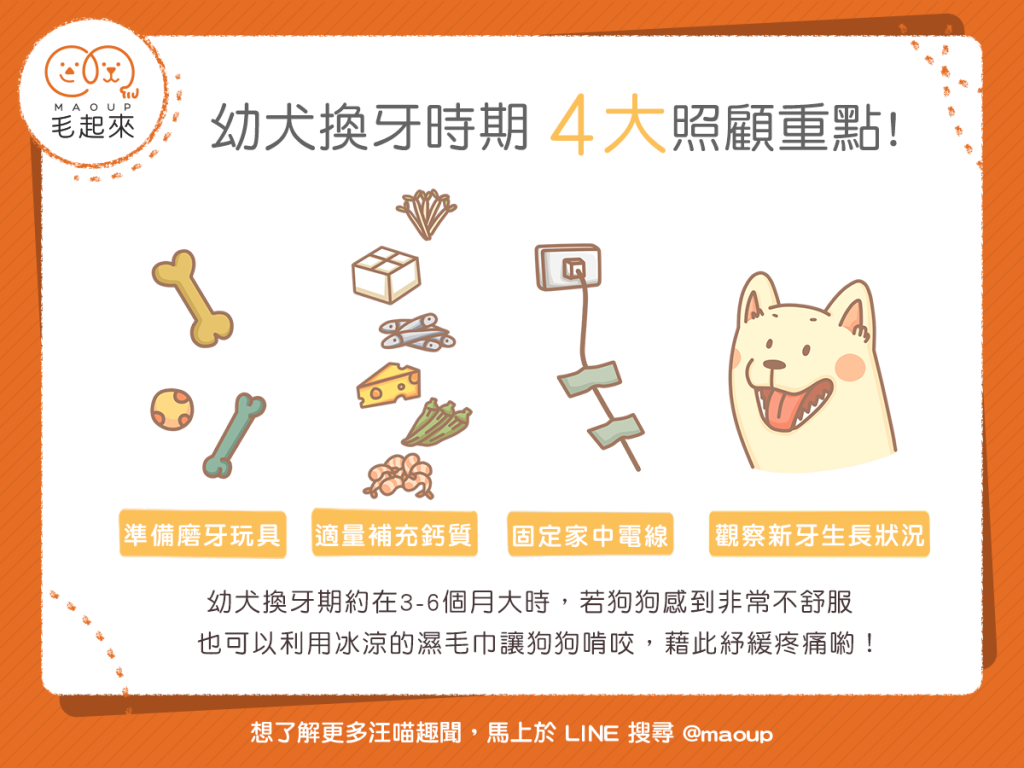 【汪喵小學堂】幼犬換牙時期，4大照顧重點！