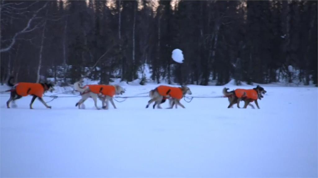 阿拉斯加雪橇犬賽 冠軍隊7天14小時抵終點