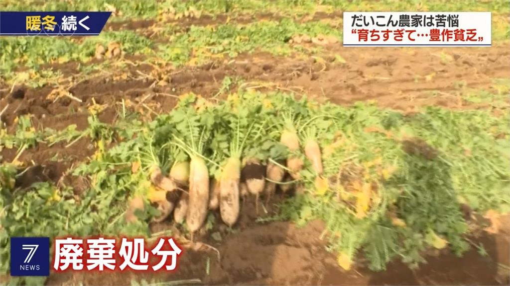 慘遇暖冬害農作 日本蔬菜價格暴跌
