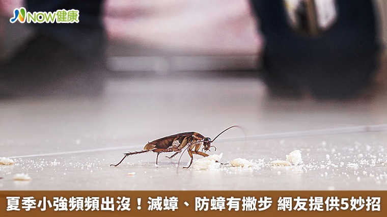 夏季小強頻頻出沒!滅蟑、防蟑有撇步 網友提供5妙招