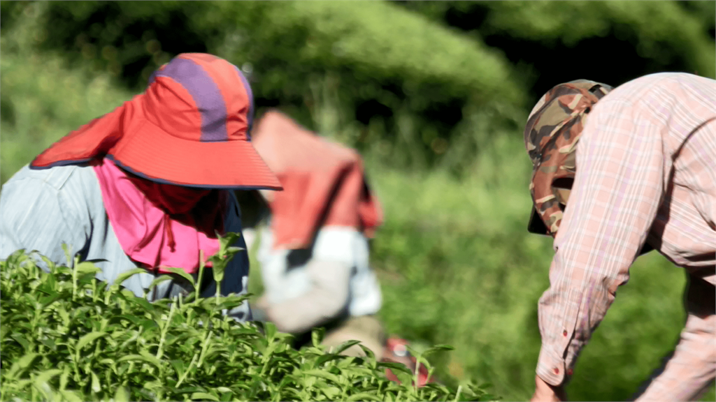 【預告】從外行到專家 陳婉萍打造古邁茶園品牌、讓梨山茶飄香海外｜土地的微笑｜EP13