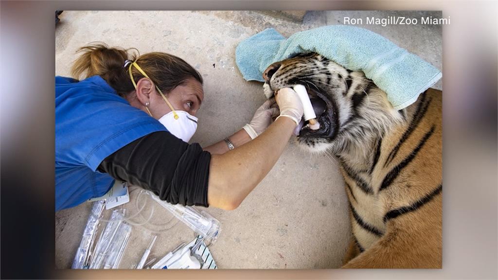 邁阿密動物園內老虎出現病徵 緊急採檢幸為陰性