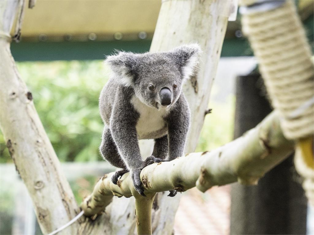 近距離認識無尾熊 動物園推出周三限定進階版「保母講古」