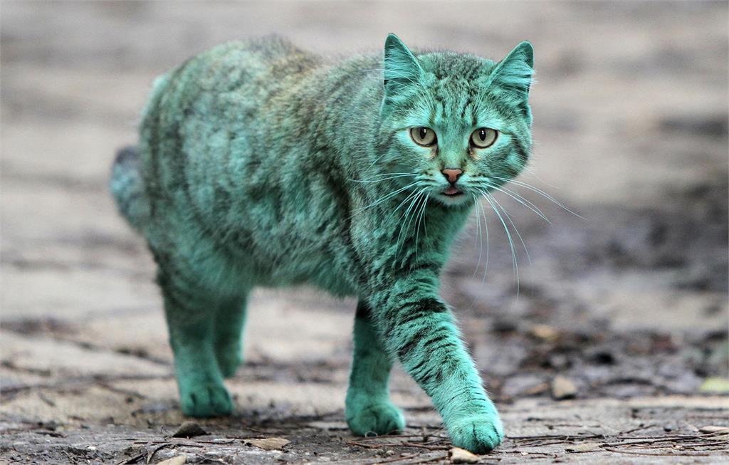 保加利亞現神秘綠貓 謎底揭曉
