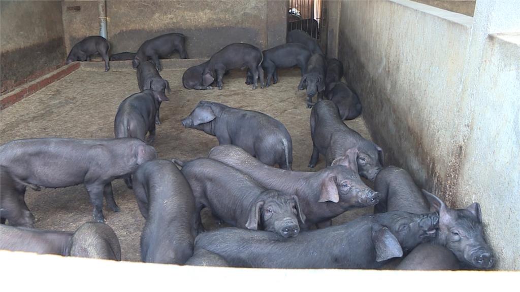 快訊／菲律賓首現非洲豬瘟！今16點起返台旅客遭查獲豬肉將處20萬元