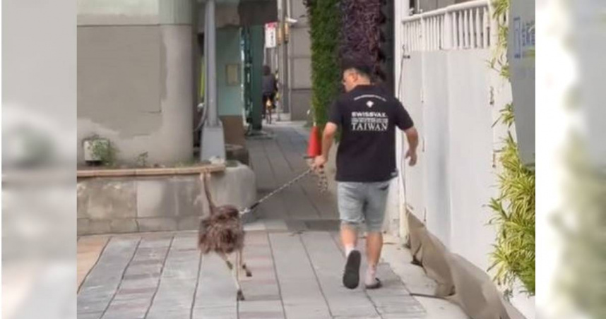 不是貓狗！台北信義區有人「遛鴕鳥」　網心動：想買一隻送閨蜜