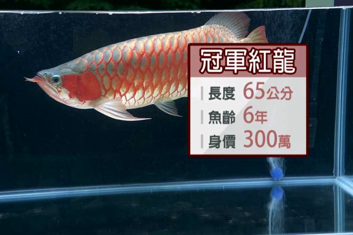 內行的最愛！ 台灣觀賞魚每年外銷額破億