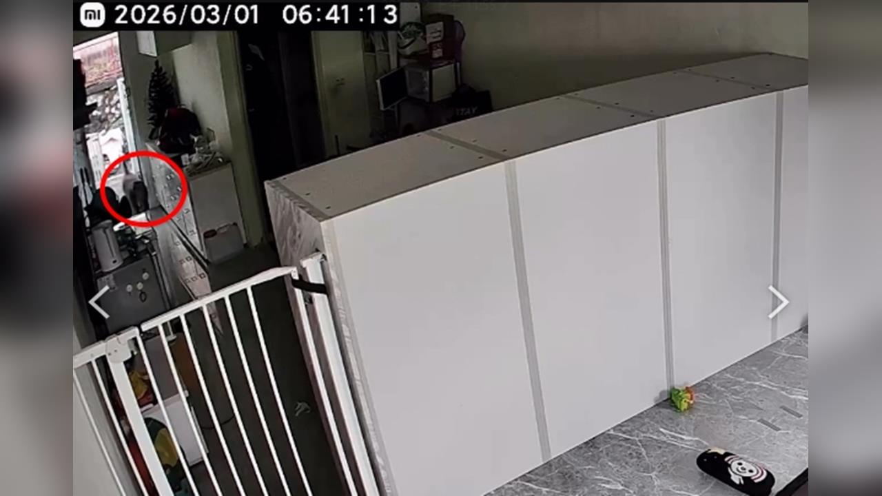 壽山台灣獼猴闖空門大鬧! 屋主持長棍威嚇竟反遭"巴頭"