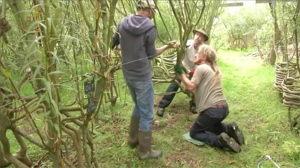 減少砍伐、樹木生長時間 英國業者推「種」的家具