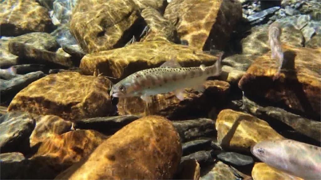 櫻花鉤吻鮭復育有成！七家灣溪5千隻數量達標