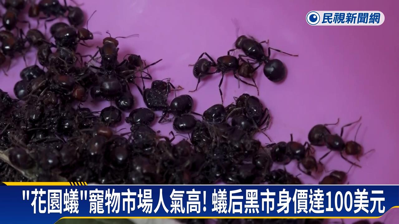 蟲蟲商機！中國男帶「2千隻花園蟻」　藏行李想走私　肯亞機場落網