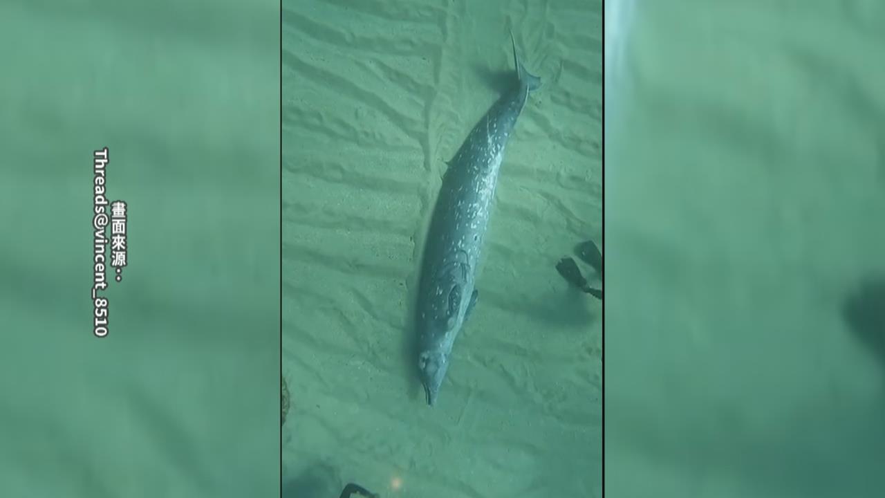 小琉球潛水客化身美人魚　１１米深海域遇罕見「喙鯨」躺海底亡