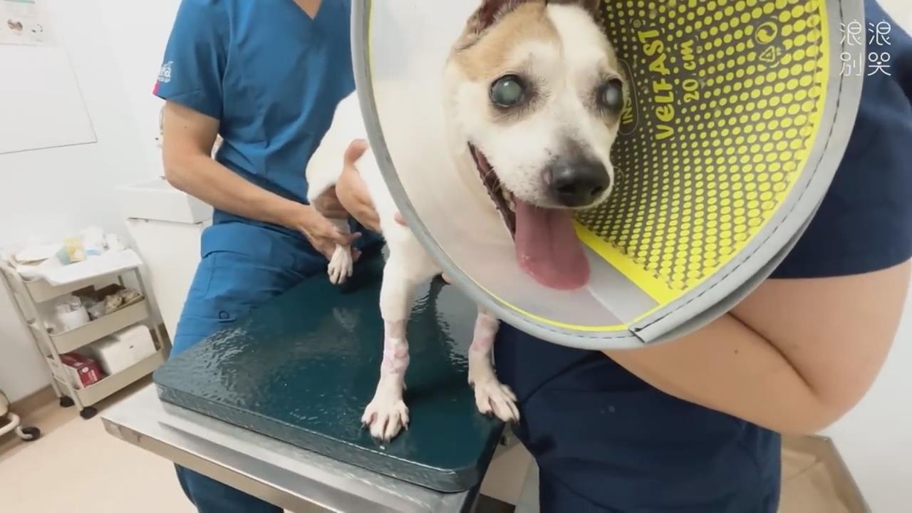 她付浪犬「一生醫藥費」求領養　網鼻酸：真的好偉大