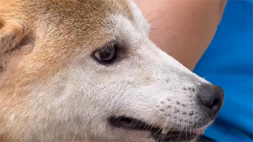 新竹１０多隻柴犬遭丟棄路邊！警方以車追人開罰女子４１萬５千元