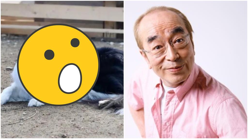 愛犬側顏「登日本熱搜」6百萬人瘋看！全場一看秒懂：志村健轉世？